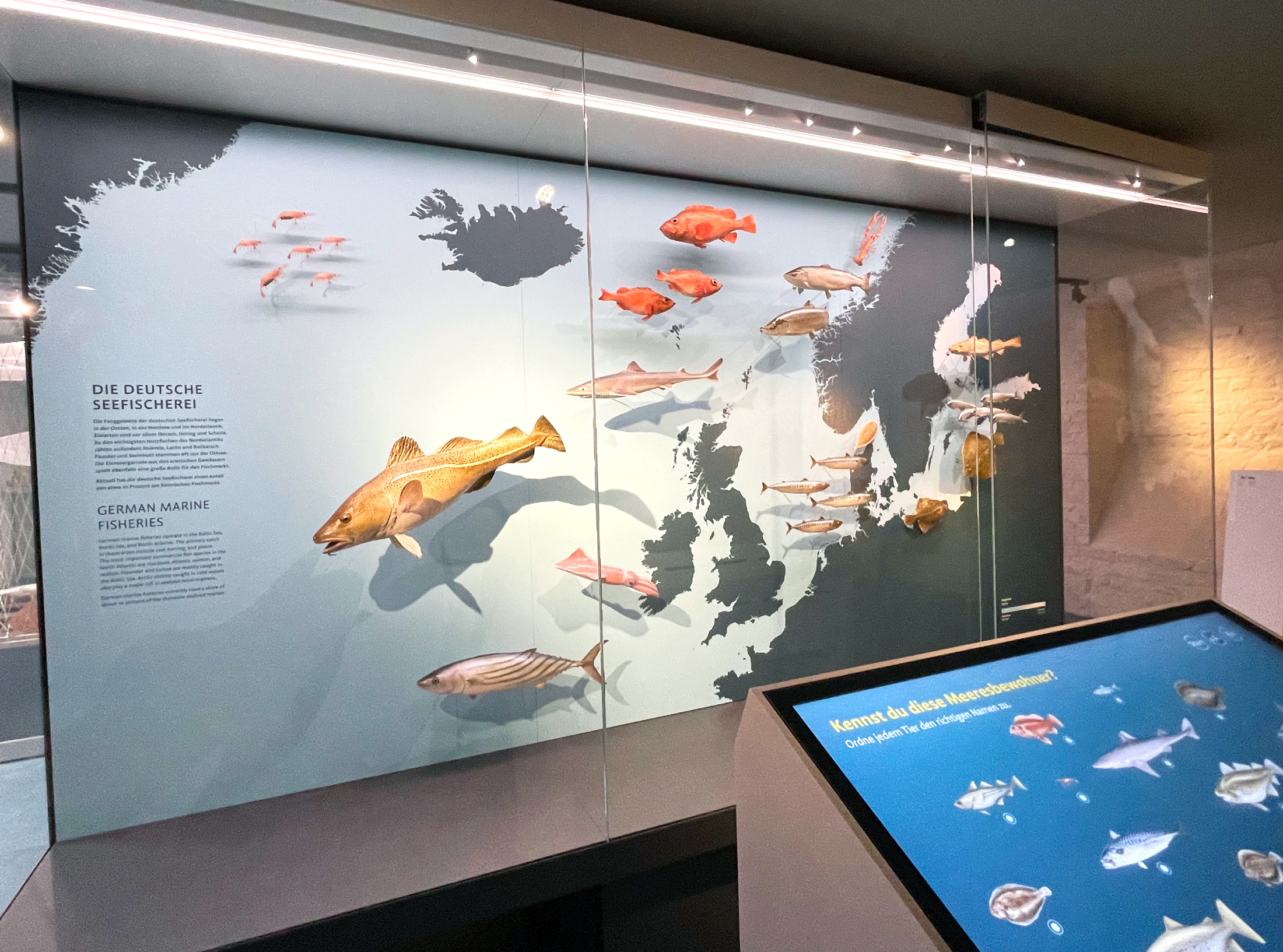 Meeresmuseum Stralsund Ausstellungsgestaltung E2 Meeresmuseum Stralsund Ausstellungsgestaltung E2